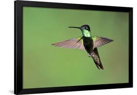 Magnificent Hummingbird in Flight-Richard Wright-Framed Photographic Print