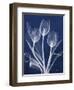 Magnificent Indigo Tulips-Albert Koetsier-Framed Art Print