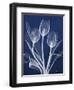 Magnificent Indigo Tulips-Albert Koetsier-Framed Art Print