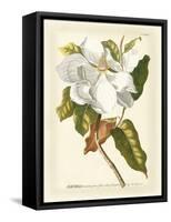 Magnificent Magnolias I-Jacob Trew-Framed Stretched Canvas