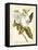 Magnificent Magnolias I-Jacob Trew-Framed Stretched Canvas