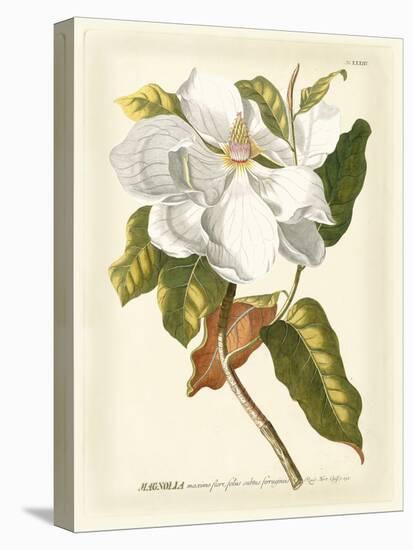 Magnificent Magnolias I-Jacob Trew-Stretched Canvas