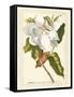 Magnificent Magnolias I-Jacob Trew-Framed Stretched Canvas