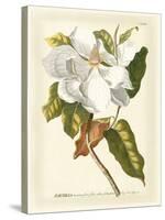 Magnificent Magnolias I-Jacob Trew-Stretched Canvas