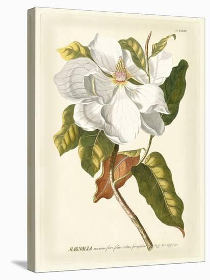 Magnificent Magnolias I-Jacob Trew-Stretched Canvas