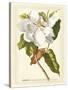 Magnificent Magnolias I-Jacob Trew-Stretched Canvas