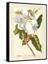 Magnificent Magnolias I-Jacob Trew-Framed Stretched Canvas