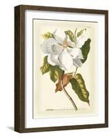 Magnificent Magnolias I-Jacob Trew-Framed Art Print