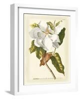 Magnificent Magnolias I-Jacob Trew-Framed Art Print