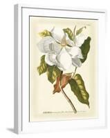 Magnificent Magnolias I-Jacob Trew-Framed Art Print