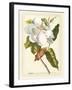 Magnificent Magnolias I-Jacob Trew-Framed Art Print