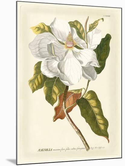 Magnificent Magnolias I-Jacob Trew-Mounted Art Print