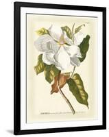 Magnificent Magnolias I-Jacob Trew-Framed Art Print