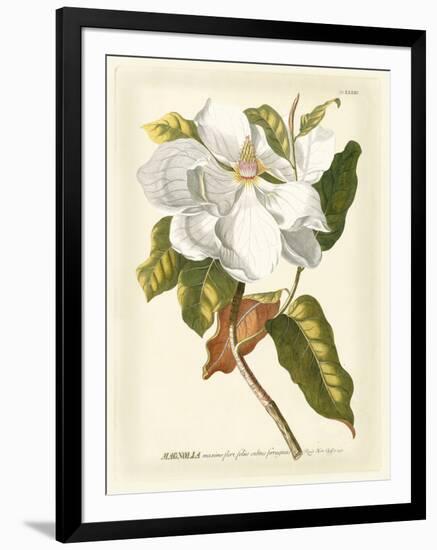 Magnificent Magnolias I-Jacob Trew-Framed Art Print