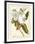 Magnificent Magnolias I-Jacob Trew-Framed Art Print