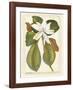 Magnificent Magnolias II-Jacob Trew-Framed Giclee Print