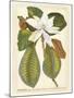 Magnificent Magnolias II-Jacob Trew-Mounted Giclee Print