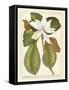Magnificent Magnolias II-Jacob Trew-Framed Stretched Canvas