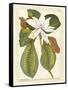 Magnificent Magnolias II-Jacob Trew-Framed Stretched Canvas