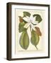 Magnificent Magnolias II-Jacob Trew-Framed Art Print