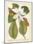 Magnificent Magnolias II-Jacob Trew-Mounted Art Print
