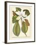 Magnificent Magnolias II-Jacob Trew-Framed Art Print