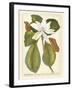 Magnificent Magnolias II-Jacob Trew-Framed Art Print