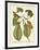 Magnificent Magnolias II-Jacob Trew-Framed Art Print