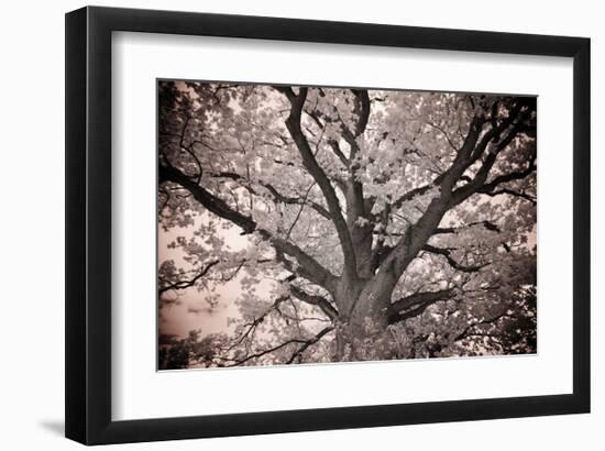 Magnificent Oak-Michael Hudson-Framed Giclee Print