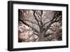 Magnificent Oak-Michael Hudson-Framed Giclee Print