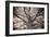 Magnificent Oak-Michael Hudson-Framed Giclee Print