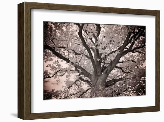 Magnificent Oak-Michael Hudson-Framed Giclee Print