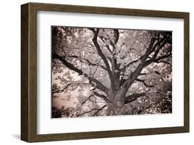 Magnificent Oak-Michael Hudson-Framed Giclee Print