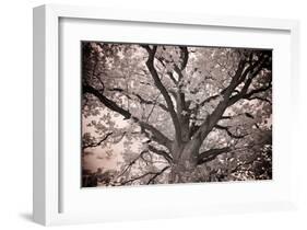 Magnificent Oak-Michael Hudson-Framed Giclee Print