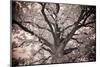 Magnificent Oak-Michael Hudson-Mounted Giclee Print