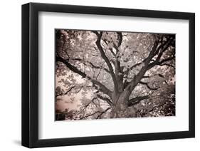 Magnificent Oak-Michael Hudson-Framed Art Print