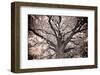 Magnificent Oak-Michael Hudson-Framed Art Print