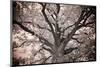 Magnificent Oak-Michael Hudson-Mounted Art Print