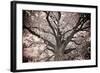 Magnificent Oak-Michael Hudson-Framed Art Print