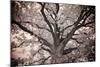 Magnificent Oak-Michael Hudson-Mounted Art Print