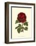 Magnificent Rose III-Ludwig Van Houtte-Framed Art Print
