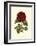 Magnificent Rose III-Ludwig Van Houtte-Framed Art Print