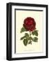 Magnificent Rose III-Ludwig Van Houtte-Framed Art Print