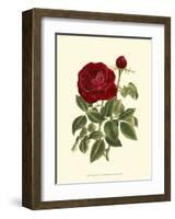 Magnificent Rose IV-Ludwig Van Houtte-Framed Art Print