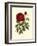 Magnificent Rose IV-Ludwig Van Houtte-Framed Art Print