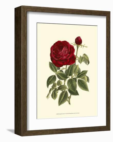 Magnificent Rose IV-Ludwig Van Houtte-Framed Art Print