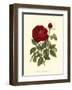 Magnificent Rose IV-Ludwig Van Houtte-Framed Art Print