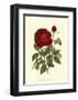 Magnificent Rose IV-Ludwig Van Houtte-Framed Art Print