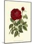 Magnificent Rose IV-Ludwig Van Houtte-Mounted Art Print