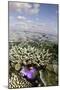 Magnificent Sea Anemone at Hardcoral Garden-null-Mounted Photographic Print